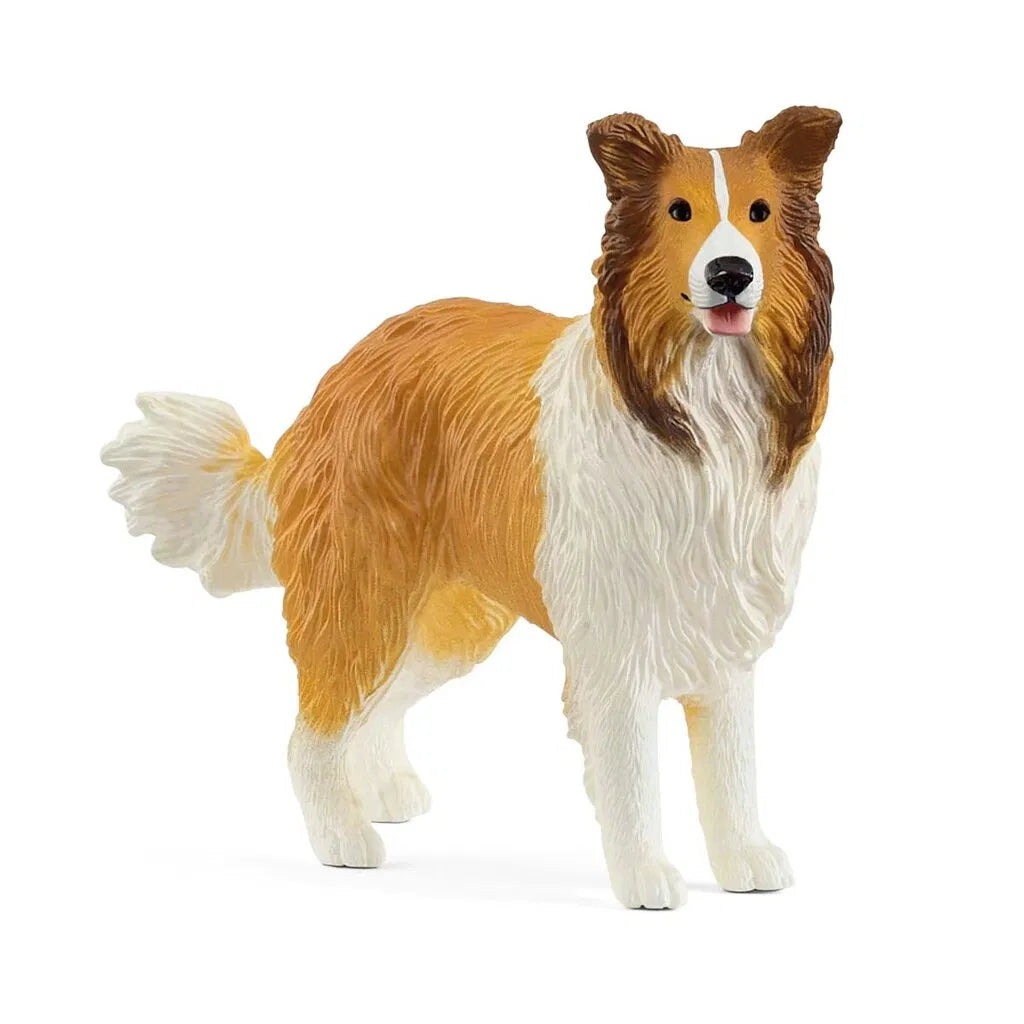 HUND, COLLIE
