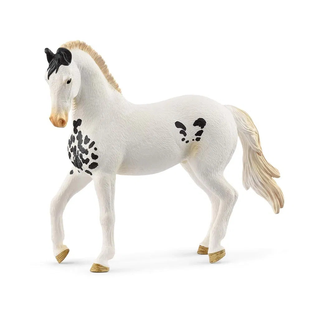 Marwari-hest