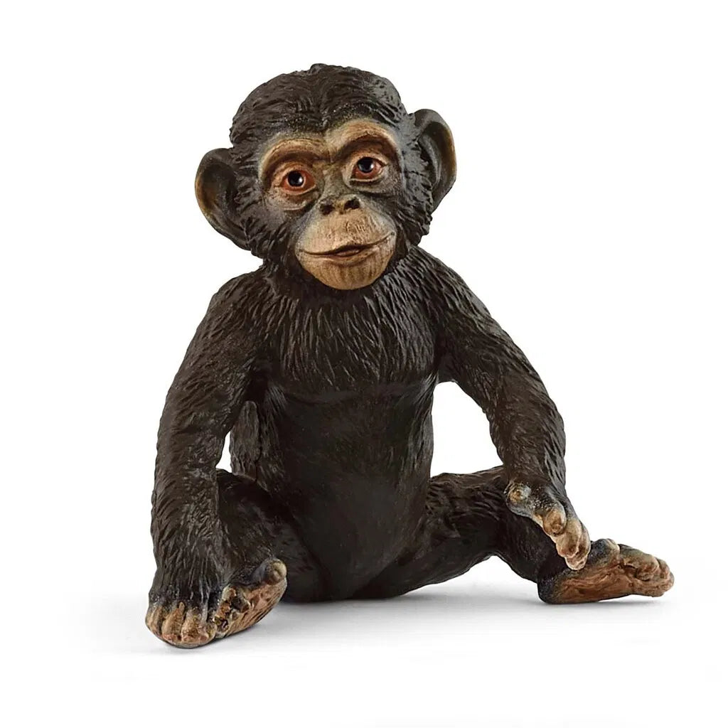 Chimpanse, unge