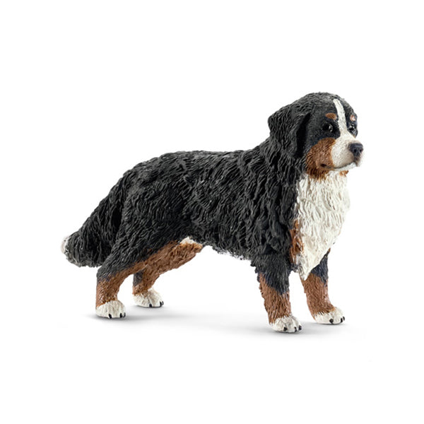 Berner Sennen tæve