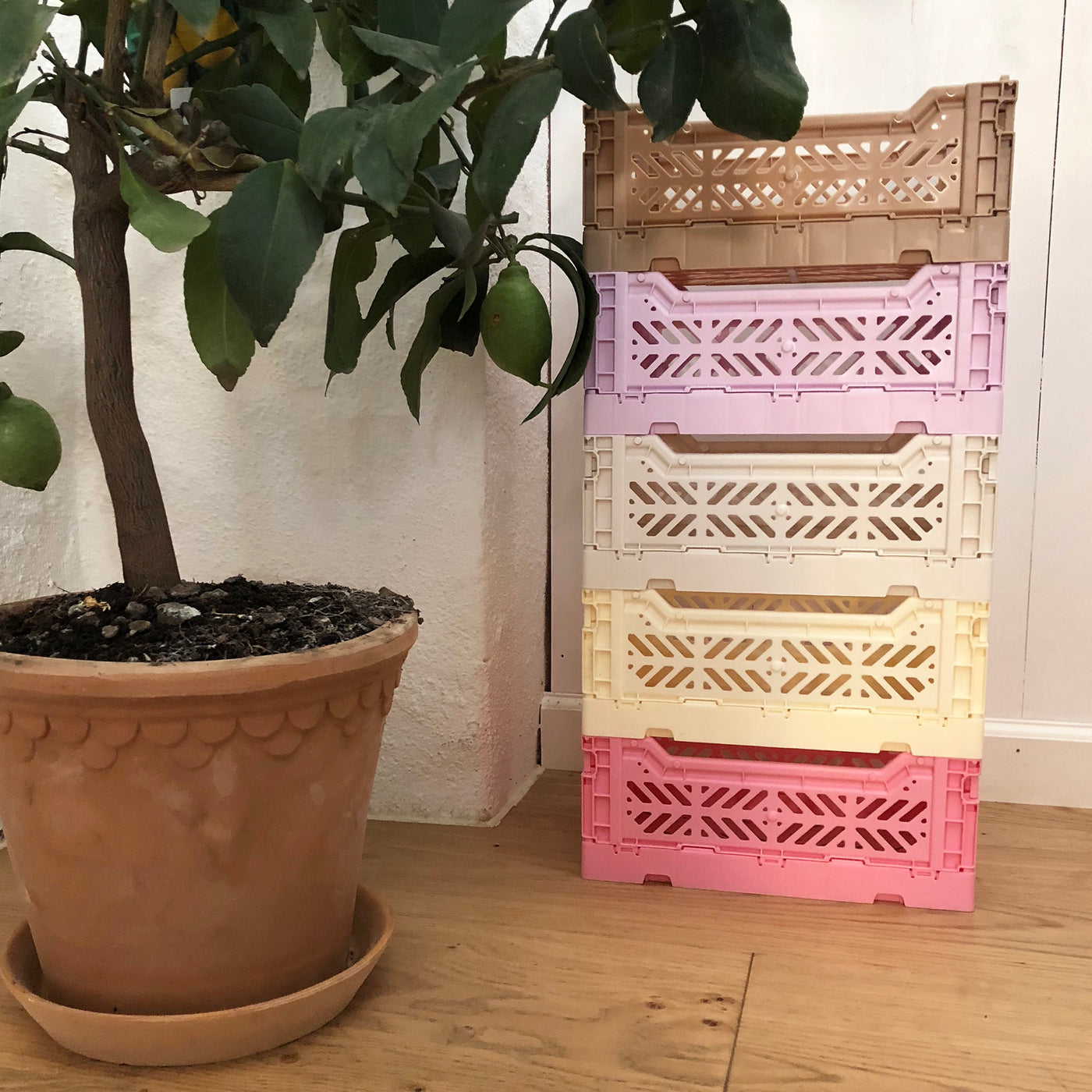 Foldekasse, mini orchid