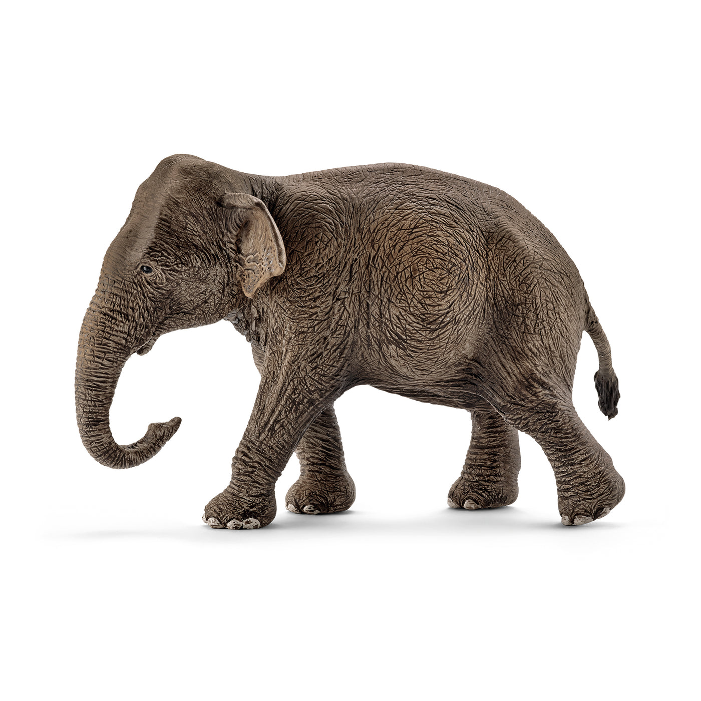 Asiatisk elefant hun