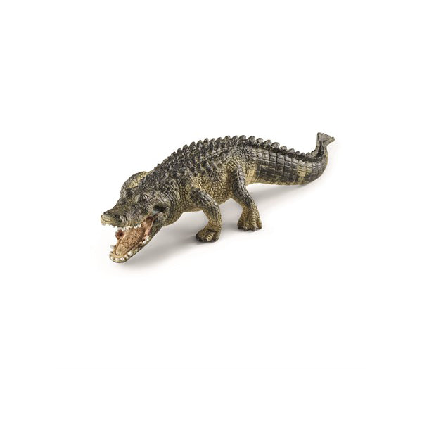 Alligator