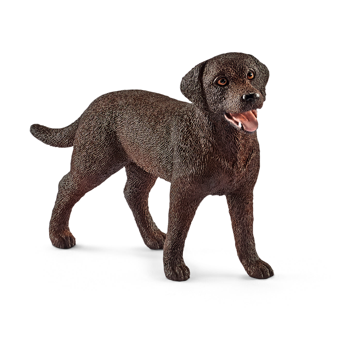 Brun Labrador retriever hun